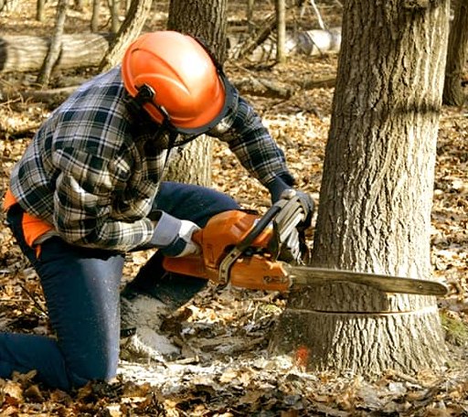 Tree Removal in Chestnut, IL